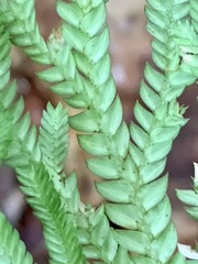 Selaginella longipinna