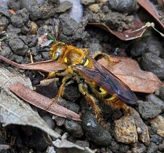 Xanthocampsomeris hesterae