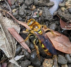 Xanthocampsomeris hesterae