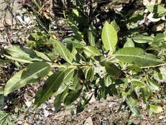 Salix commutata
