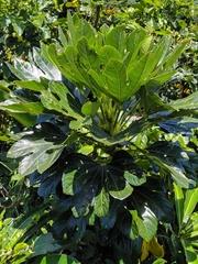 Osmoxylon pectinatum