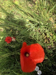 Papaver rhoeas