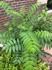 Ailanthus altissima