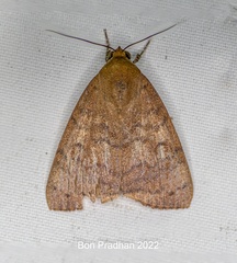 Maurilia