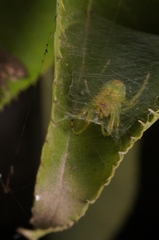 Bijoaraneus