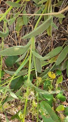 Stachys distans