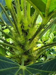 Osmoxylon pectinatum