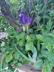 Iris