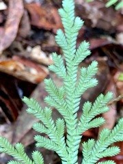 Selaginella longipinna