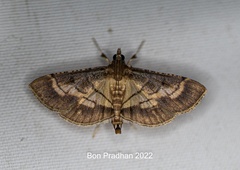 Cnaphalocrocis trebiusalis