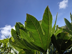 Osmoxylon pectinatum