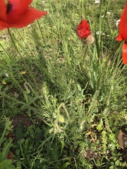 Papaver rhoeas