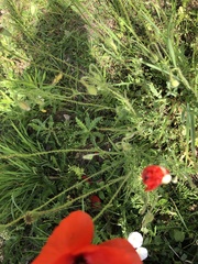 Papaver rhoeas