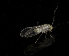 Trichopsocidae