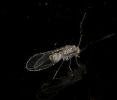 Trichopsocidae