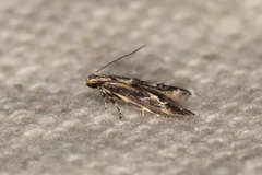 Blastodacna atra