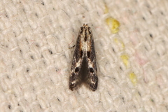 Blastodacna atra
