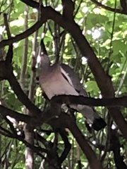 Columba palumbus