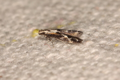 Blastodacna atra