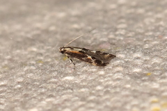 Blastodacna atra
