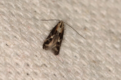 Blastodacna atra