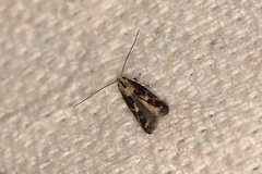 Blastodacna atra