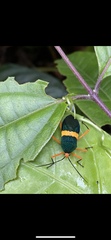 Paryphes
