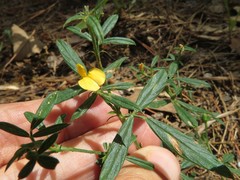 Stylosanthes biflora