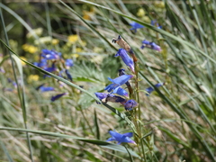 Penstemon radicosus