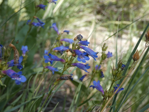 Image of Penstemon radicosus by (c) Alaina Krakowiak, some rights reserved (CC BY)