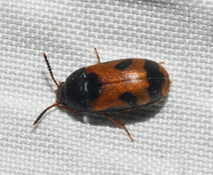 Mycetophagus flexuosus