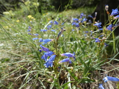 Penstemon radicosus