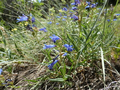 Penstemon radicosus