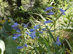 Penstemon radicosus