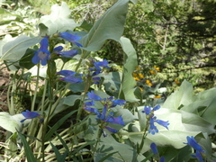 Penstemon radicosus