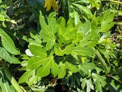 Osmoxylon pectinatum