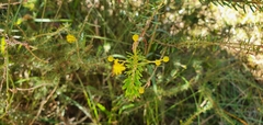 Acacia conferta