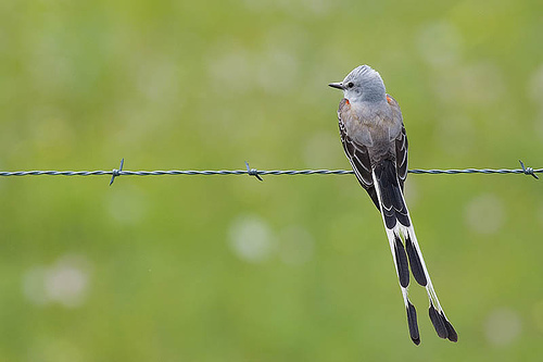 Scissor-tailed Flycatcher, photo 7 of 8