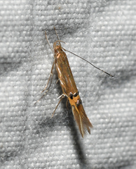 Cosmopterix fernaldella