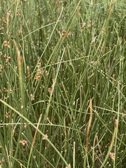 Juncus arcticus