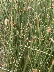 Juncus arcticus