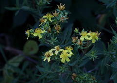 Hypericum pseudomaculatum