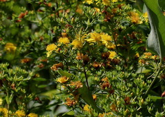 Hypericum pseudomaculatum