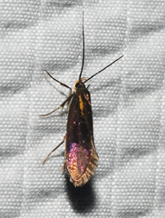 Mathildana flipria