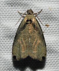 Olethreutes exoletum