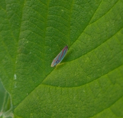 Graphocephala coccinea