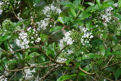 Pavetta hongkongensis