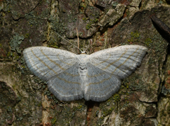 Scopula quadrilineata