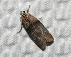Sciota subfuscella
