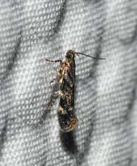 Glauce pectenalaeella
